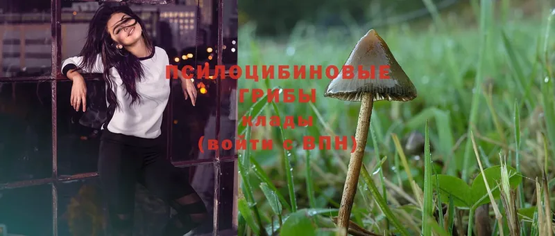 цена   Волжск  Псилоцибиновые грибы Magic Shrooms 